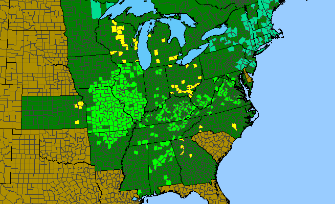 The range of Penstemon pallidus